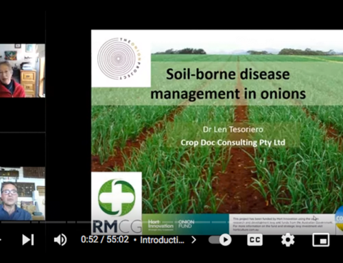 Soilborne disease management in onions