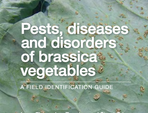Pests, Diseases and Disorders of Brassica Vegetables: A field identification guide – REVISED 2023
