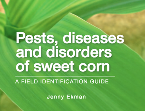 Pests, Diseases and Disorders of Sweet Corn: A field identification guide – REVISED 2023