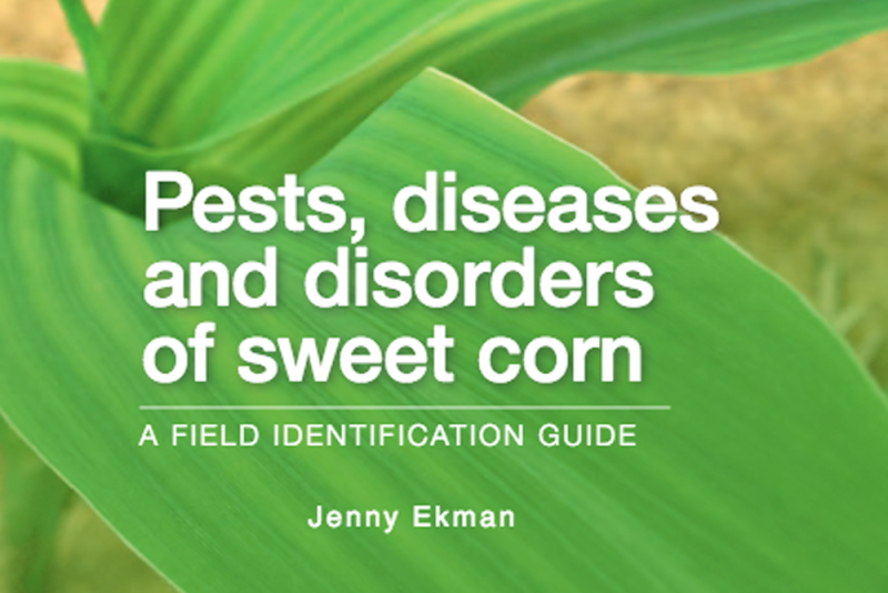 Pests Diseases And Disorders Of Sweet Corn A Field Identification