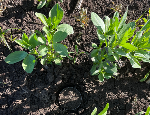 Adding nitrogen with legumes in vegetable crops: update from the Mulgowie demonstration site
