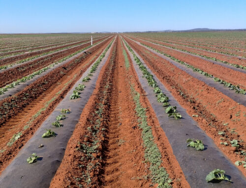 NSW’s Riverina to host second melon demo site