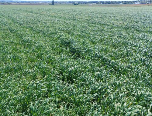 Termination and transition of cover crop to vegetable crop – Bathurst, NSW