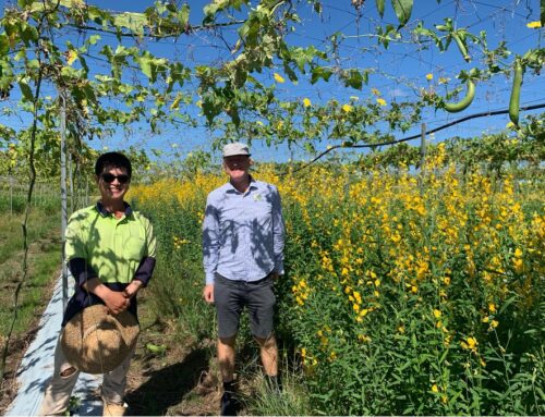 Using cover crops to improve soil health and suppress disease in the Northern Territory