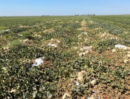 Fusarium Wilt of Melons