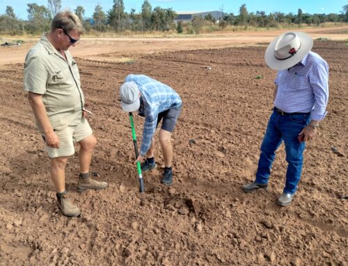 Soil management in the tropics: New melon demo site in Mataranka, NT