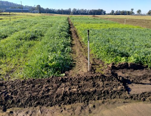 Demonstration site collaboration promotes sustainable farming practices in NSW