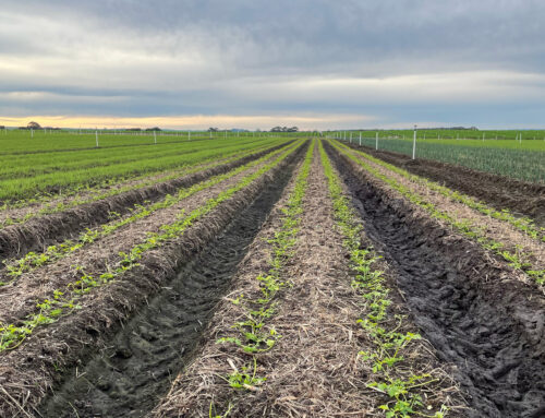 Minimum till and innovation key to maintaining soil carbon