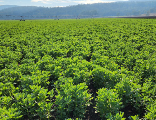 Optimising nitrogen supply to sweet corn using legume cover crops – a case study  from the Mulgowie demonstration site in Qld