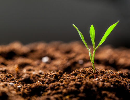 The future of nitrogen fertiliser: Can we really make it from air, water and renewable energy?