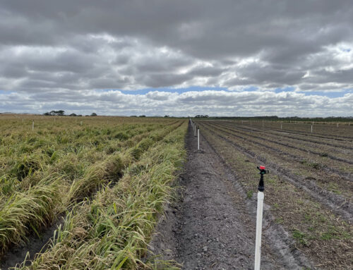 Tarwin, Vic case study: The importance of maintaining soil carbon