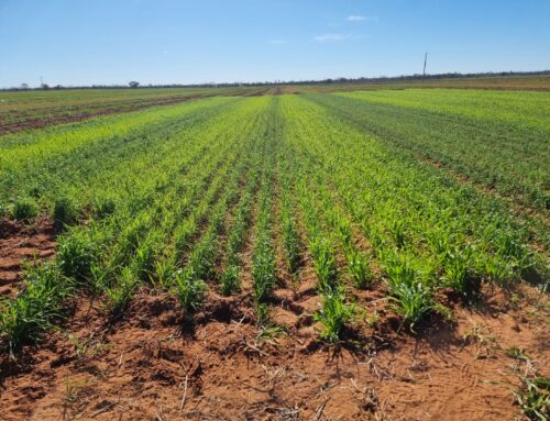 Testing cover crops as a sustainable alternative to plastic mulch for melons