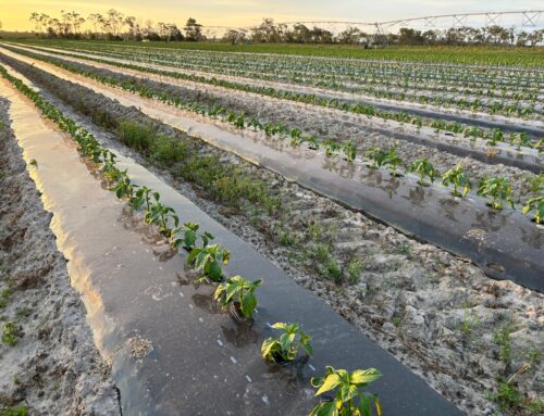 Improving capsicum farming practices at Cross Family Farms