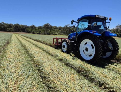 Exploring nitrogen management with cover crops at Oakdale 