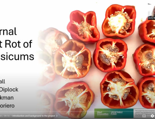 Internal Fruit Rot of Capsicum