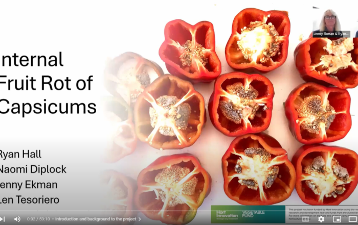 Internal Fruit Rot of Capsicum Webinar Tile