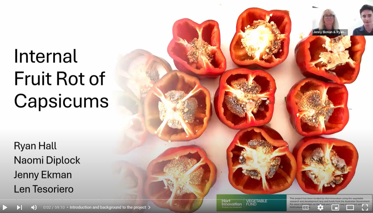 Internal Fruit Rot of Capsicum Webinar Tile