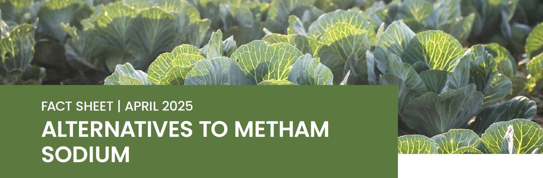 Alternatives to metham sodium – Soil Wealth ICP
