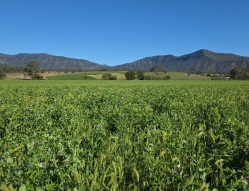 Cover crops for optimising nitrogen in sweet corn