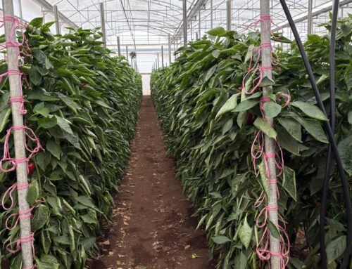 Bumper crop with bumper IPM results at Virginia, SA demo site