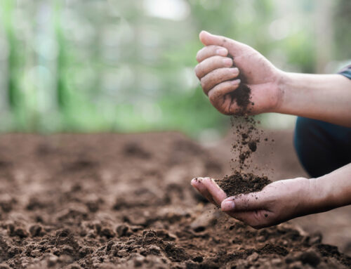 Vegetable crop nutrition online: Introduction – Self-paced learning for growers and advisers