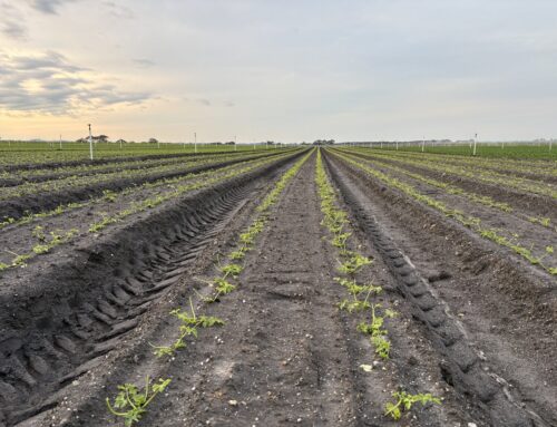 Ground cover generates great result for carbon