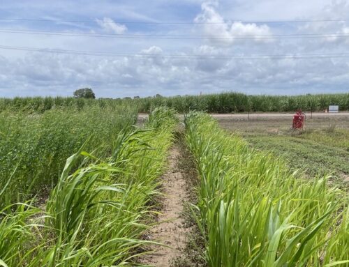 Interim case study – Improving soil health with cover crops in a tropical climate at Ayr Research Facility