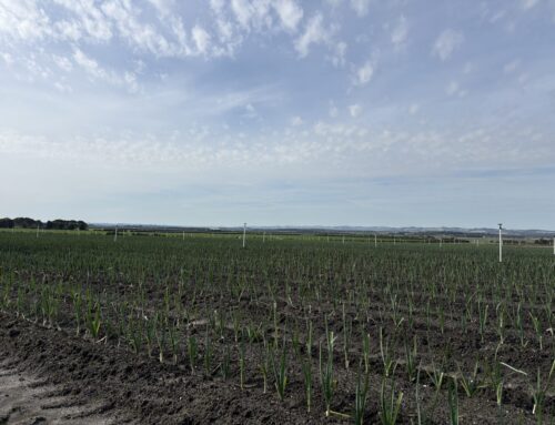 On-farm trials deliver real results for growers