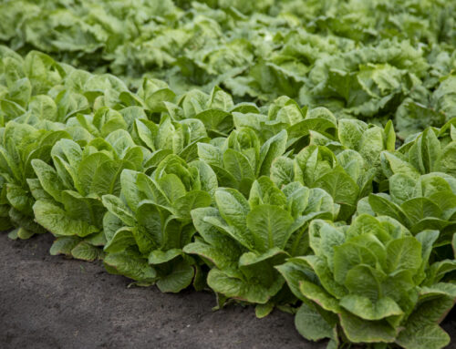 The future of Australian vegetable farming: What ag-tech did we see at 2026 VicVID?