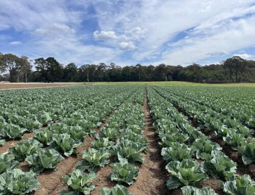 Soil health and nutrient management at the Oakdale demonstration site