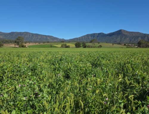Long-term collaboration with the Mulgowie Farming Company