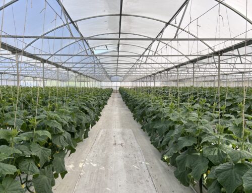 Know to grow: Optimising inputs in hydroponic cucumbers