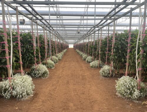 Banker plants for improved Orius establishment in protected capsicum crops