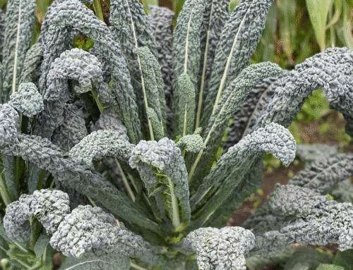 Foliar feeding and its place in reducing fertiliser inputs