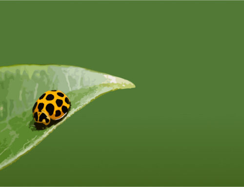 Foundation course: Integrated Pest Management