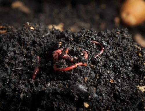 Know your soil biology: Part 3 Interpreting soil biology results