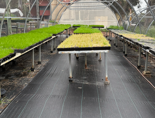 Carrot and onion update: Herbicide resistance in ryegrass
