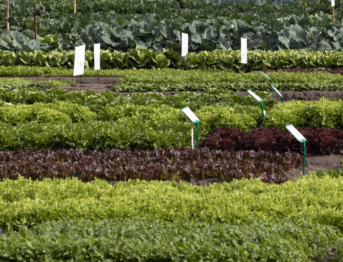 Sourcing seeds: Genetics and variety
