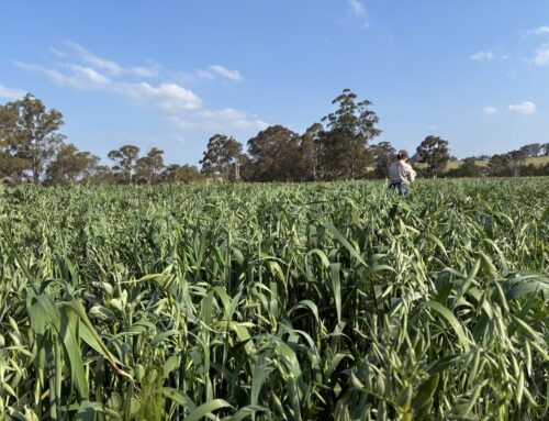 Upcoming trial at Oakdale demo site: Timing cover crop incorporation to improve nitrogen supply to cabbage