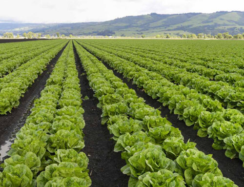 Vegetable crop nutrition online: Topic area 1 – Foundations of crop nutrition