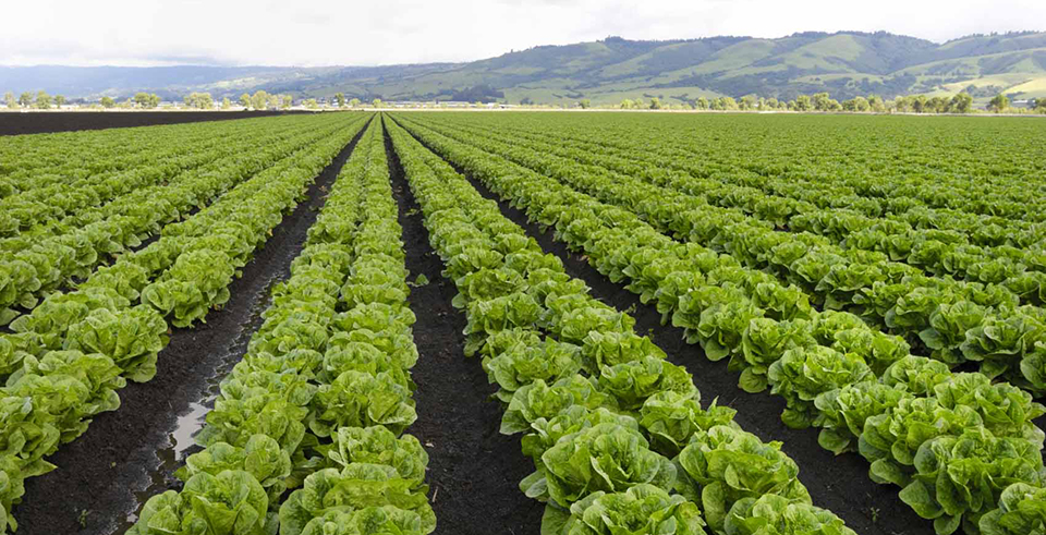 field of lettuce crop with hills in the background