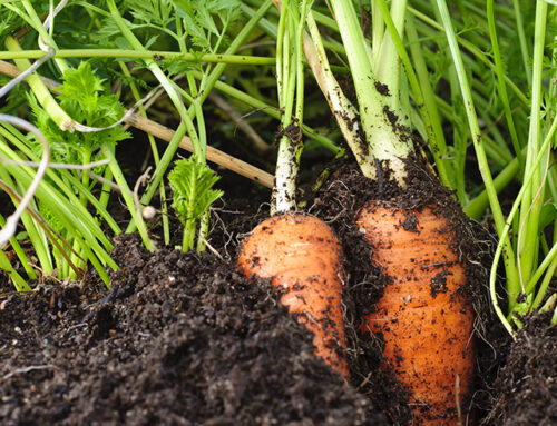 Vegetable crop nutrition online: Topic area 2 – Soil health as the engine of nutrition