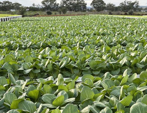 Vegetable crop nutrition online: Topic area 4 – Efficient nutrient management