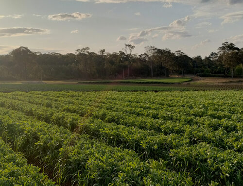 Vegetable crop nutrition online: Topic area 6 – Integrated nutrition programs